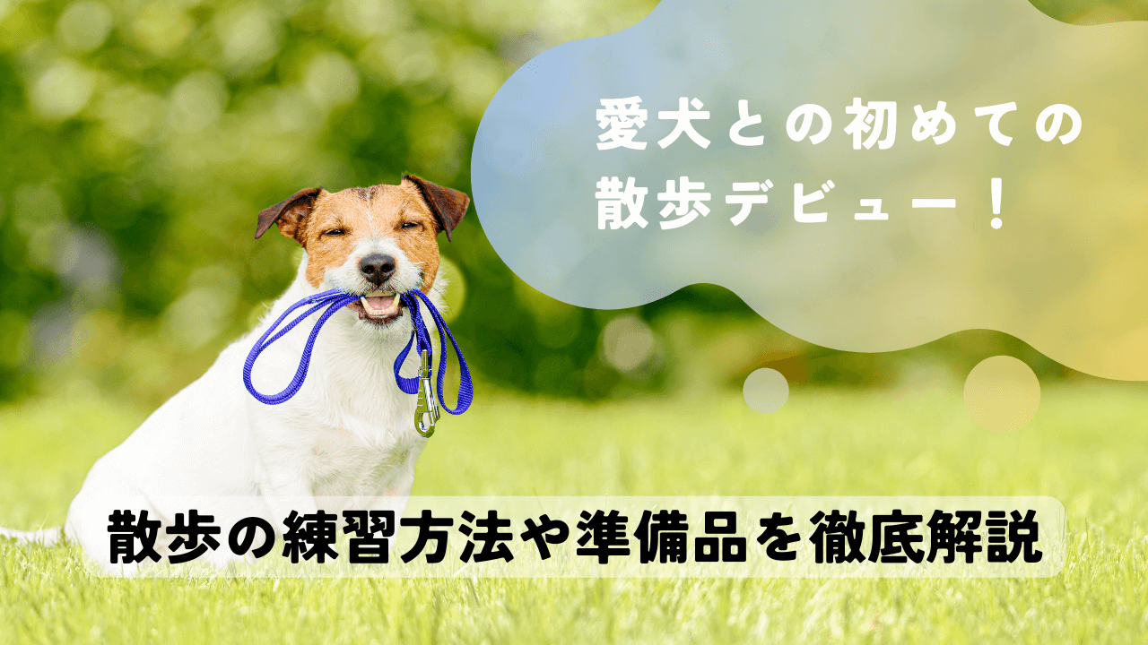 【完全ガイド】愛犬との初めての散歩デビュー！散歩の練習方法や準備品を徹底解説