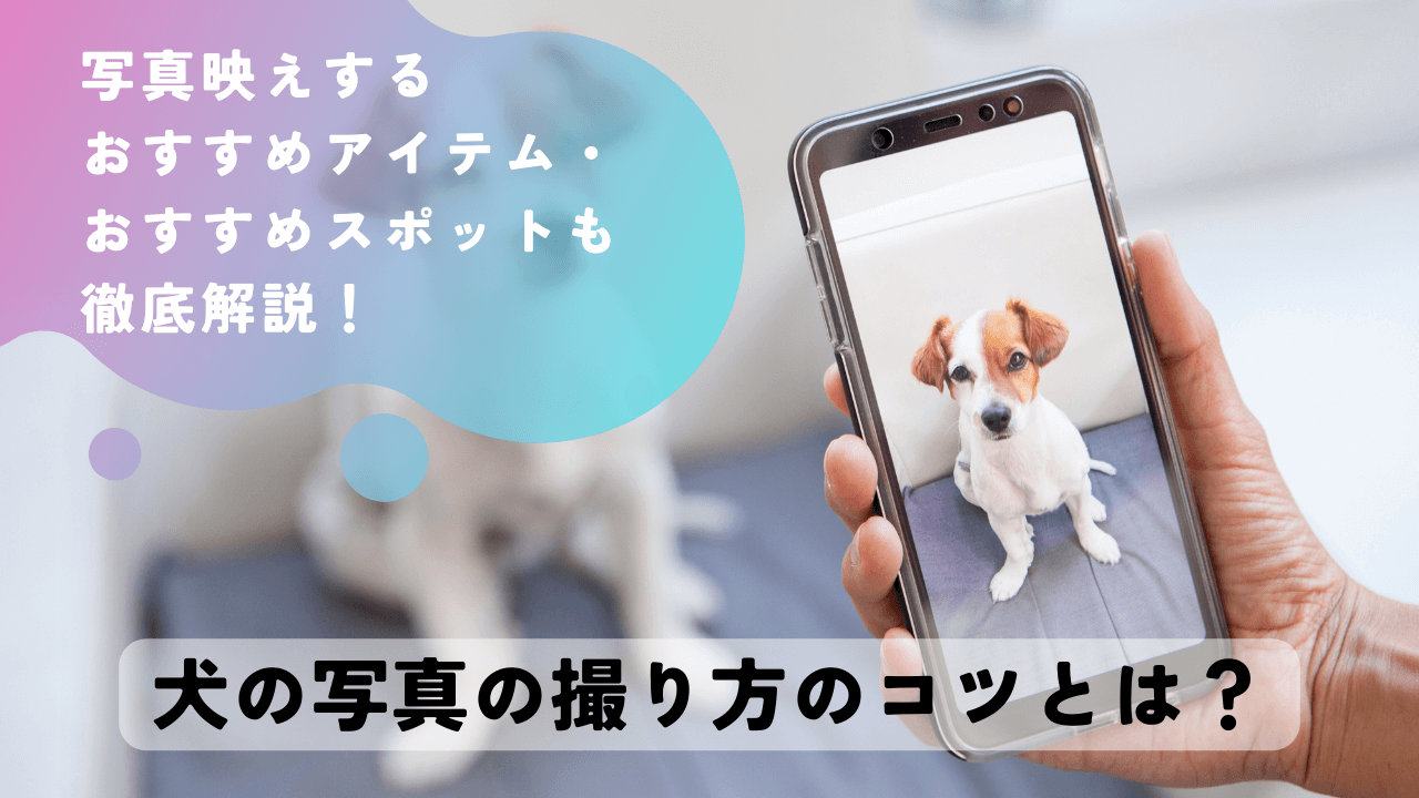 犬の写真の撮り方のコツとは？写真映えするおすすめアイテム・おすすめスポットも徹底解説！